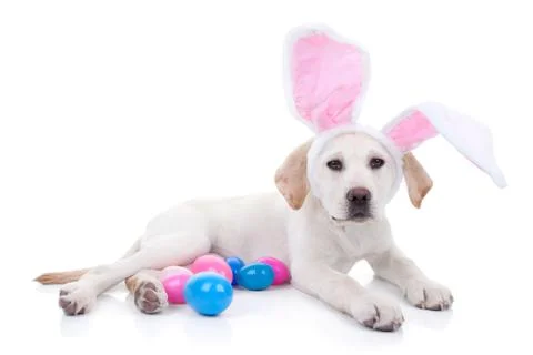 Easter Bunny Stock Photos