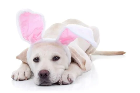 Easter Bunny Stock Photos