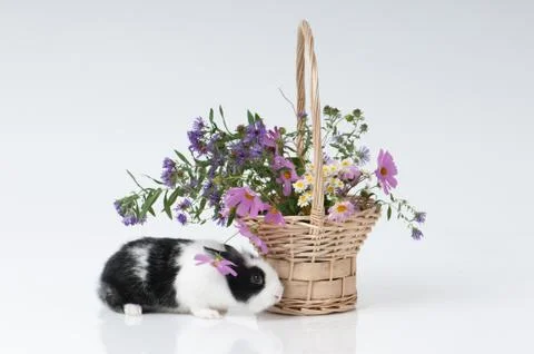 Easter bunny Stock Photos