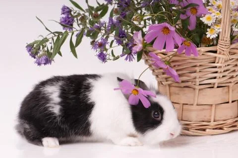 Easter bunny Stock Photos