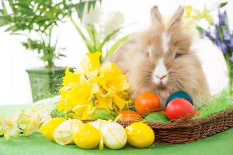 Easter Bunny Stock Photos