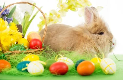 Easter Bunny Stock Photos