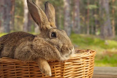 Easter bunny. Stock Photos