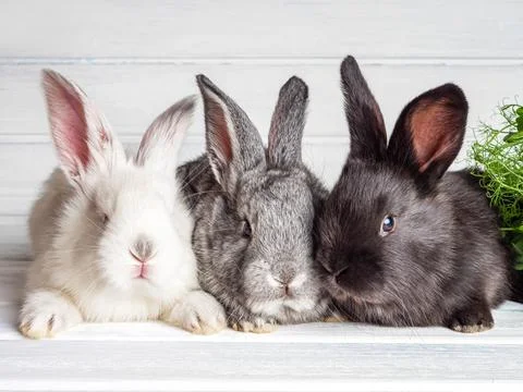 The Easter bunny. Foto stock