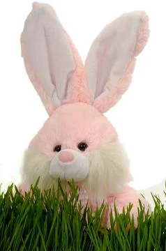 Easter bunny Stock Photos
