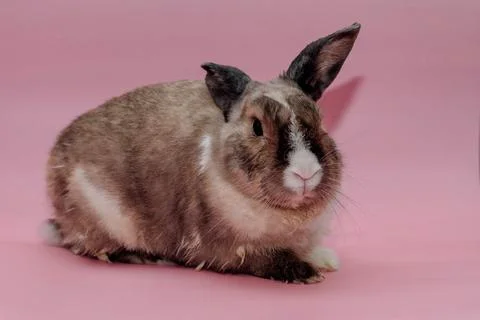 Easter Bunny on a pink background. easter holiday concept Fotos de archivo