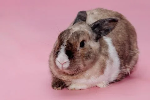 Easter Bunny on a pink background. easter holiday concept Stock Photos