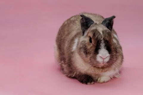 Easter Bunny on a pink background. easter holiday concept Stock Photos