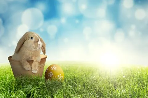 Easter bunny in the pot on grass Stockillustratie
