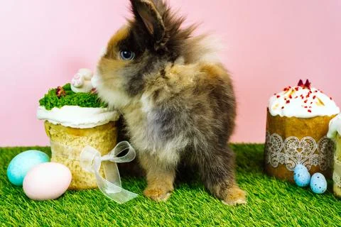 Easter bunny rabbit with colored pastel colored eggs and sweet cupcakes and.. Stock Photos