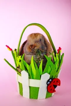 Easter bunny rabbit cute lop pet rabbits. Cute easter animal Foto stock