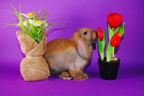 Easter bunny rabbit cute lop pet rabbits. Cute easter animal Foto stock