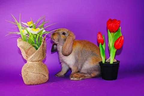 Easter bunny rabbit cute lop pet rabbits. Cute easter animal Foto stock