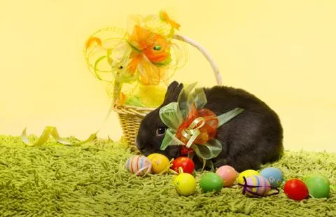 Easter bunny rabbit, Easter basket eggs over decoration yellow background Stock Photos
