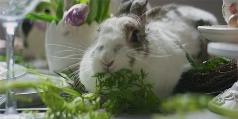 Easter bunny rabbit eating in daylight, cute animal Stock Footage 106238632