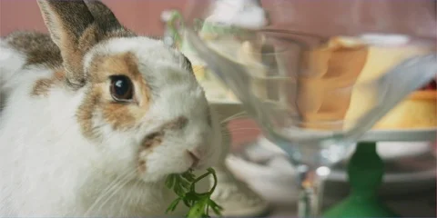 Easter bunny rabbit eating in daylight, cute animal Stock Footage 106238874