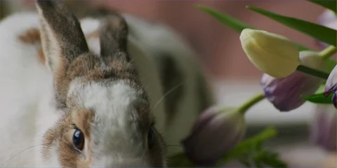 Easter bunny rabbit eating in daylight, cute animal Stock Footage 106269459