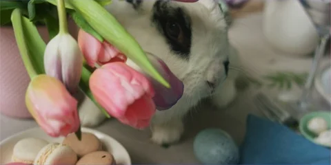 Easter bunny rabbit eating in daylight, cute animal Stock Footage 106269720