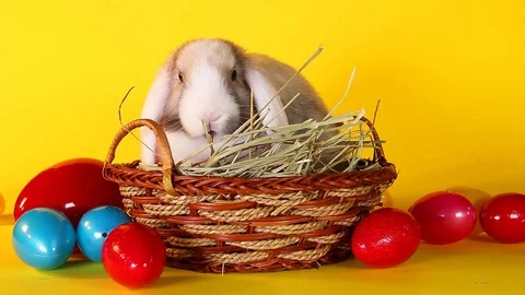 Easter bunny rabbit eggs basket colorful egg cute lop background Stock Footage 97659085
