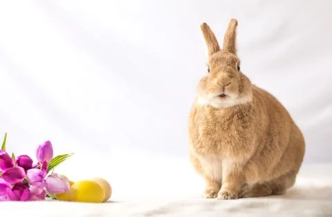 Easter Bunny Rabbit poses next to colorful tulips for Spring and Easter backgrou Stock Photos