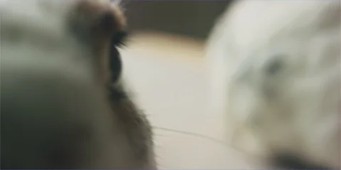 Easter bunny rabbit sniffing around camera lens in studio, hello cute animal Stock Footage 106216099