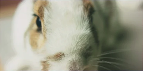 Easter bunny rabbit sniffing camera lens in studio, cute animal Stock Footage 106214774