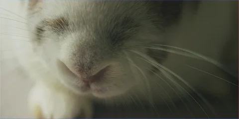 Easter bunny rabbit sniffing camera lens in daylight, cute animal Stock Footage 106219276