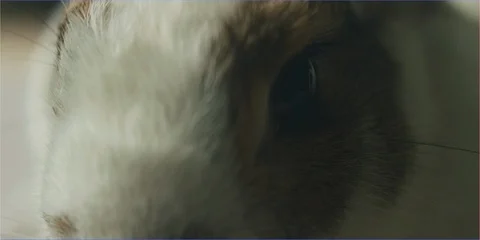 Easter bunny rabbit sniffing camera lens in daylight, cute animal Stock Footage 106220421