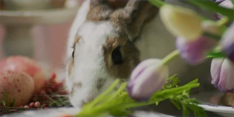 Easter bunny rabbit sniffing easter eggs in daylight, cute animal Stock Footage 106223325