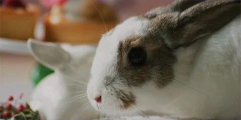 Easter bunny rabbit sniffing easter eggs in daylight, cute animal Stock Footage 106228294