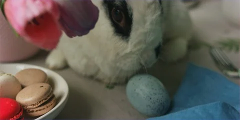 Easter bunny rabbit sniffing easter eggs in daylight, cute animal Stock Footage 106228525