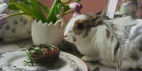 Easter bunny rabbit sniffing easter eggs, looking through glass warped Stock Footage 106231151