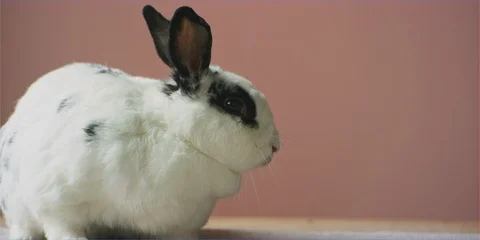 Easter bunny rabbit sniffing easter eggs in daylight, cute animal Stock Footage 106231691