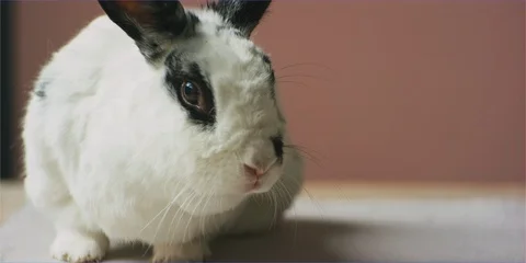 Easter bunny rabbit sniffing easter eggs in daylight, cute animal Stock Footage 106234380