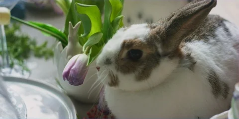 Easter bunny rabbit sniffing easter eggs in daylight, cute animal Stock Footage 106234524