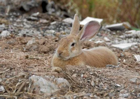 Easter bunny resting on the ground Stock Photos