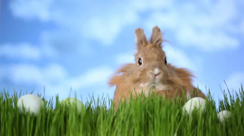 Easter bunny sitting in grass with eggs Stock Footage 32714095