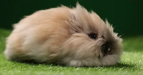 Easter bunny sitting in grass with eggs on green field . Easter decoration Stock Footage 175722890