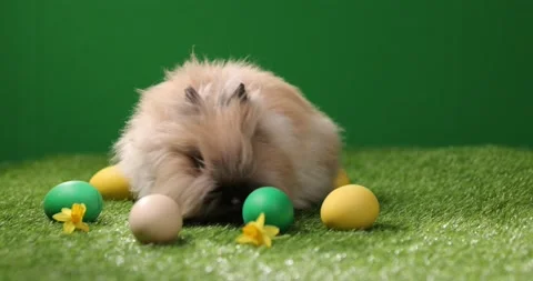 Easter bunny sitting in grass with eggs on green field . Easter decoration Stock-Footage 175724727