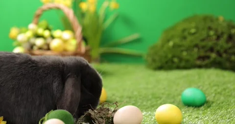 Easter bunny sitting in grass with eggs on green field . Easter decoration Stock Footage 175743077