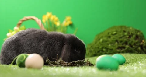 Easter bunny sitting in grass with eggs on green field . Easter decoration Stock Footage 175743892