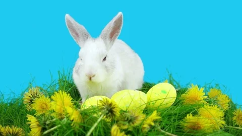 Easter bunny sitting in the green grass with dandelions and yellow eggs Stock Footage 72558464