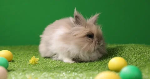 Easter bunny sitting near Easter eggs, green grass. Cute colorful bunny, green Stock Footage 175726375