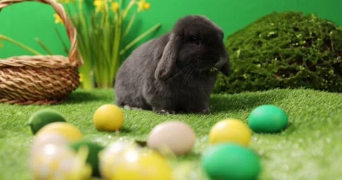 Easter bunny sitting near Easter eggs, g... | Stock Video | Pond5