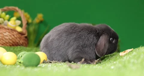Easter bunny sitting near Easter eggs, green grass. Cute colorful bunny, green Stock Footage 175745312