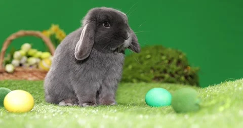 Easter bunny sitting near Easter eggs, green grass. Cute colorful bunny, green Stock Footage 175746216