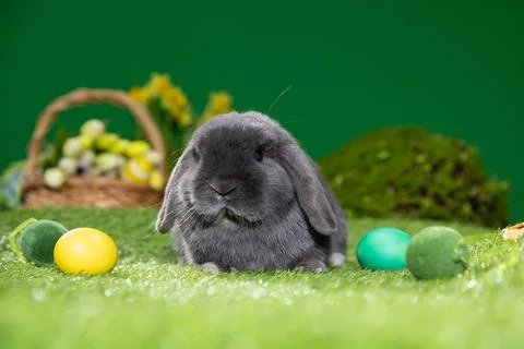 Easter bunny sitting near Easter eggs, green grass. Cute colorful bunny, green Stock Photos