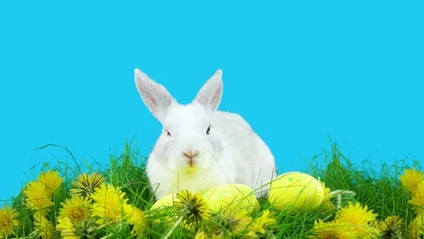 Easter bunny sitting near eggs in green grass with dandelions Stock Footage 72558473