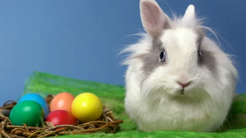 Easter bunny sitting on nest with colored eggs Stock Footage 87469373