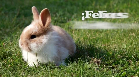 Easter bunny (Spanish) Stock Footage 2889729